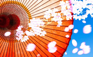 Japon geleneksel kirazlı sakura ve şemsiyesi.