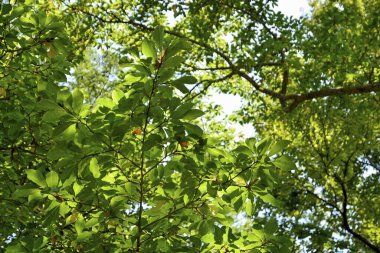 Ormanın güzel manzarası