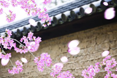 Bahçedeki güzel pembe sakura çiçekleri 