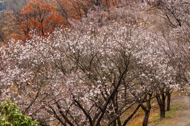 Japonya 'da kiraz çiçeği 