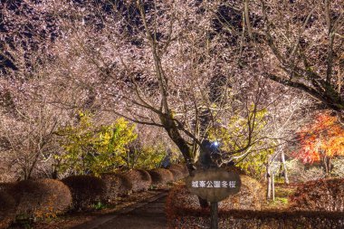 Japonya 'da kiraz çiçeği 