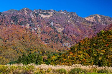 Renkli ağaçlarla dolu sonbahar manzarası