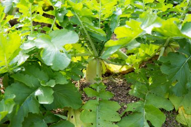 Daikon turpu toprağa yakın görüntüde