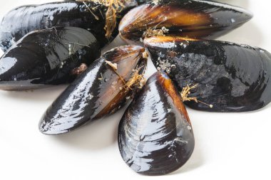 Beyaz arkaplanda midyeler 