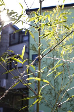 Bahçedeki genç yeşil ağaçla güzel bir botanik çekimi