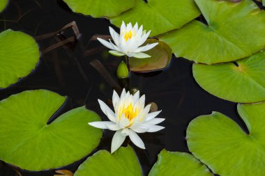 Nilüfer çiçekleri gölet