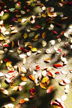 Yere düşen sonbahar yapraklarının yakın plan görüntüsü, sonbahar mevsimi                       