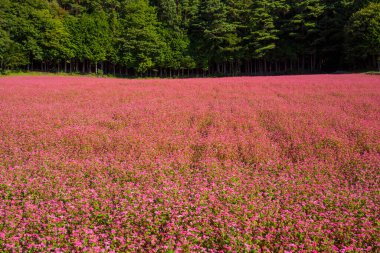 Tarlada pembe çiçekler