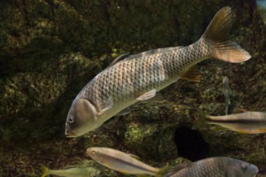 Akvaryumda yüzen güzel deniz balıklarının yakın çekim görüntüsü..        