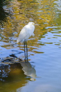 Güzel beyaz balıkçıl kuşu ormandaki gölette
