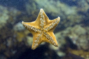 Akvaryumdaki güzel deniz yıldızının yakın görüntüsü.