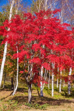 Sonbaharda kırmızı akçaağaç