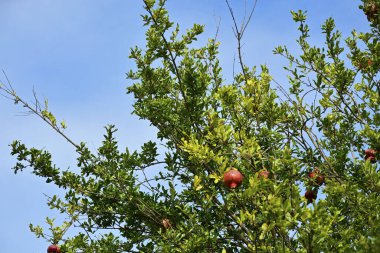Meyve bahçesindeki ağaç dallarında kırmızı nar meyveleri 