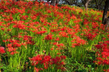 Bahçedeki güzel çiçekler