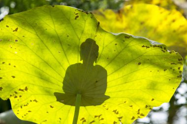 Buddha silueti zambak yaprağında