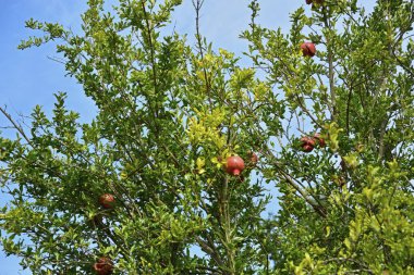 Meyve bahçesindeki ağaç dallarında kırmızı nar meyveleri 