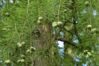 Ormanda yeşil çam ağacı dalları, doğanın bir işareti..