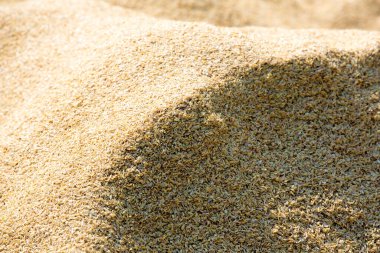 Güneş ışığı altında toplanmış altın pirinç taneleri