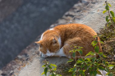 Beyaz ve kırmızı kedi bahçede yerde uyuyor.