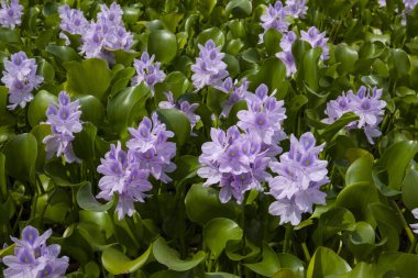 Arka plan yeşil yaprakların üzerinde mor çiçekler.