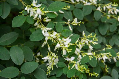 Bir çalılığın güzel beyaz çiçekleri