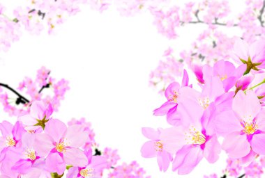 Bahçedeki güzel pembe sakura çiçekleri 