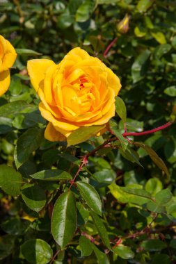 Bahçede yeşil yapraklı sarı güller