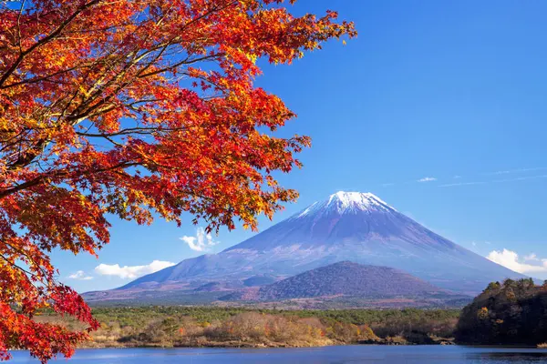 Sonbahar mevsiminde Japonya 'da Kawaguchiko Gölü ile Fuji Dağı' nda kırmızı akçaağaç yaprakları