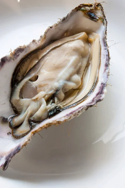 close up of fresh oyster on a plate