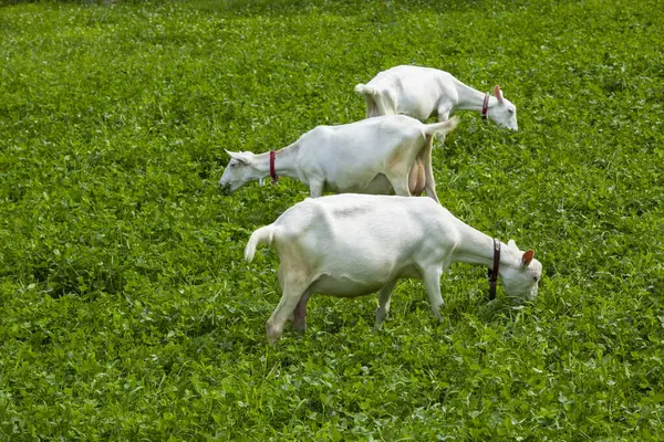 Kozy Wypasu Zielonej Łące — Zdjęcie stockowe