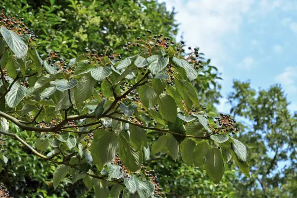 Bahçedeki Kestane Ağacını Kapat — Stok fotoğraf
