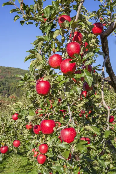 赤いリンゴと枝の葉 — ストック写真