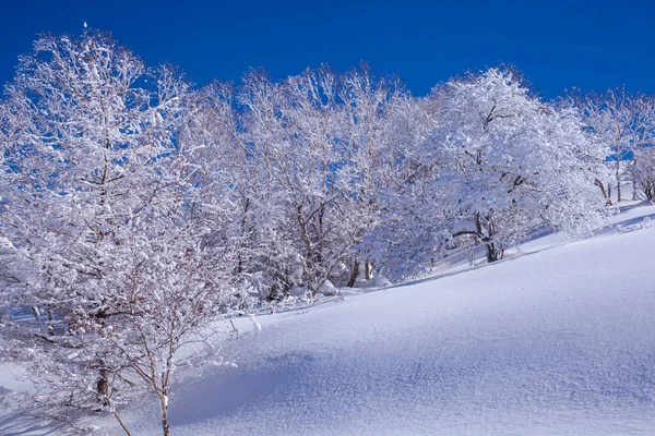 Nieve Invierno Árboles Cubiertos Contra Cielo Azul —  Fotos de Stock