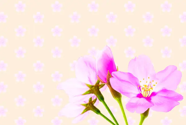 beautiful flowers on pastel background