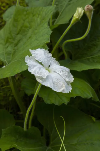 Λευκό Λουλούδι Πράσινα Φύλλα — Φωτογραφία Αρχείου