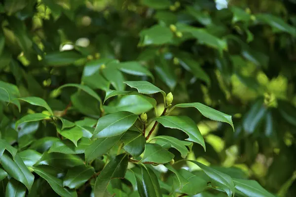 Κοντά Πράσινα Φύλλα Θάμνου Φυσικό Υπόβαθρο — Φωτογραφία Αρχείου