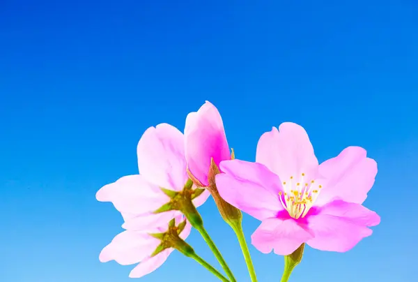 桜の花 青空に咲く桜 — ストック写真