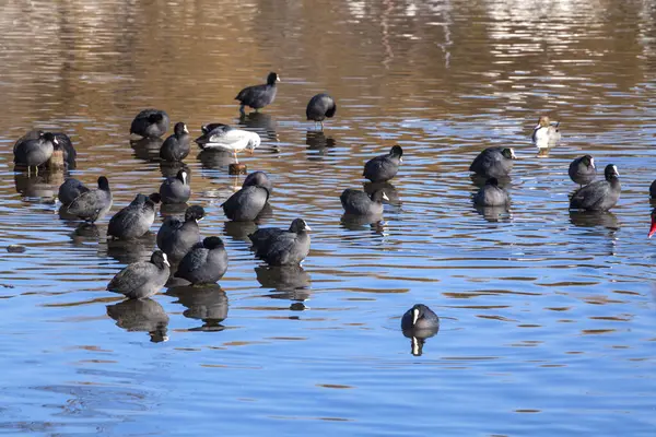 Стая Птиц Плавающих Озере — стоковое фото