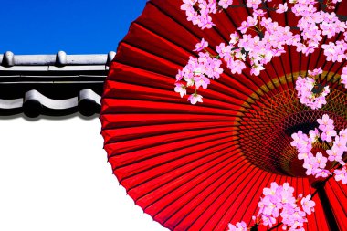 Japon geleneksel kirazlı sakura ve şemsiyesi.