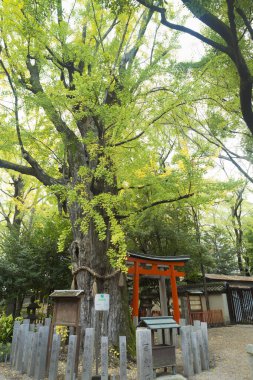 Japon geleneksel tapınağının etrafında parkta yürüyorum.