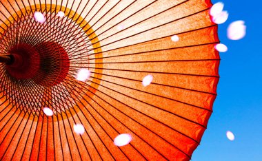 Japon geleneksel kirazlı sakura ve şemsiyesi.