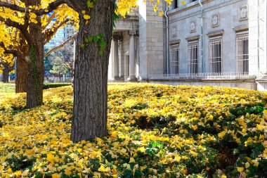 Japonya 'da güzel sarı sonbahar yaprakları