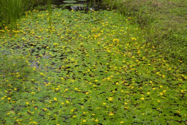 Bahçedeki güzel çiçekler