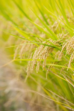 Tarım arazisindeki yeşil pirinç bitkilerini kapatın.                