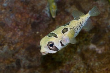 Akvaryumda yüzen güzel deniz balıklarının yakın çekim görüntüsü..        