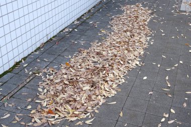 Yere düşen yapraklar, yakın.