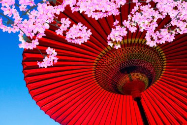 Mavi gökyüzüne karşı Sakura çiçekli kırmızı Japon şemsiyesi 