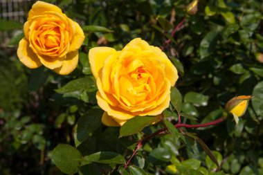 bahçede sarı gül çiçek