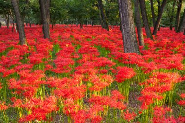Parkta kırmızı çiçek