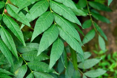 Yeşil arka plan bırakır. Yeşil yaprak dokusu